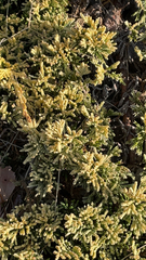 Juniperus horizontalis