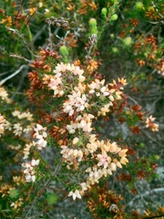Erica interrupta