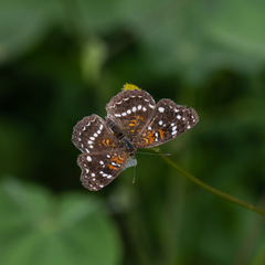 Anthanassa texana texana