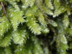 Pseudotaxiphyllum elegans