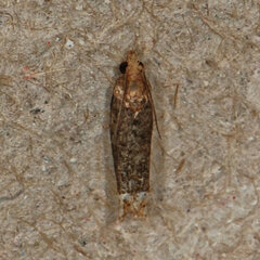 Eucosma ochroterminana