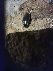 Dytiscus marginalis