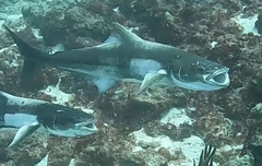 Rachycentron canadum