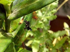 Micrathena schenkeli