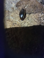 Dytiscus marginalis
