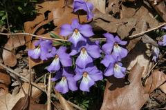 Viola pedata