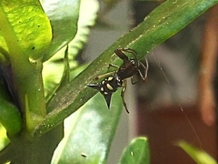 Micrathena schenkeli