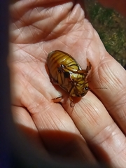 Dytiscus marginalis