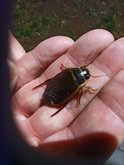 Dytiscus marginalis
