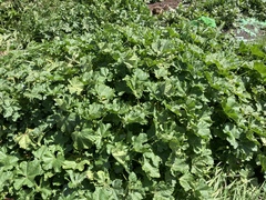 Malva parviflora image