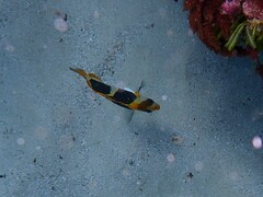 Chaetodon tricinctus