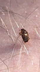 Stelidota geminata