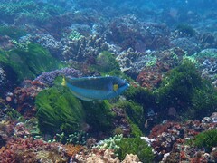 Anampses elegans