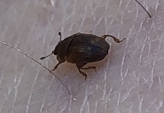 Stelidota geminata