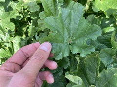 Malva parviflora image