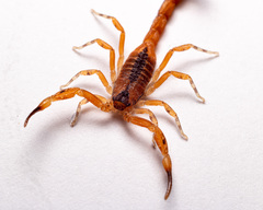 Tityus stigmurus