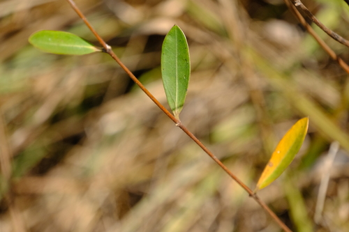 Cryptolepis oblongifolia image