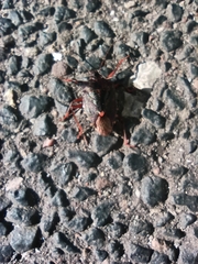 Pentatoma rufipes