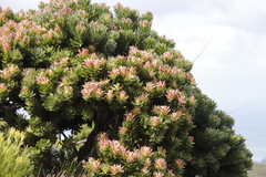 Mimetes fimbriifolius