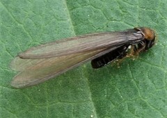 Kalotermes