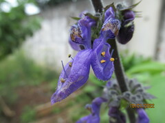 Coleus barbatus