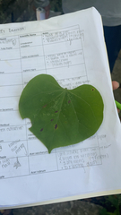 Cercis canadensis
