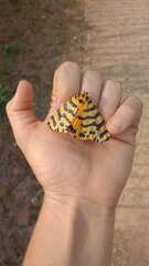 Amphicallia bellatrix