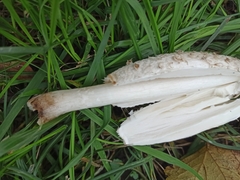 Coprinus comatus