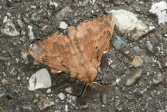 Takanea excisa