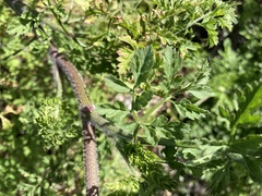 Daucus carota image