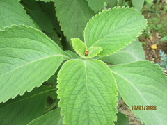 Coleus barbatus
