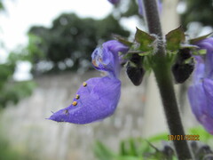 Coleus barbatus