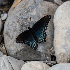Limenitis arthemis arizonensis
