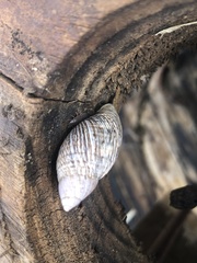 Plectostylus peruvianus