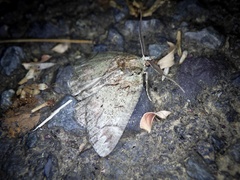 Dindica virescens