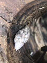 Plectostylus peruvianus