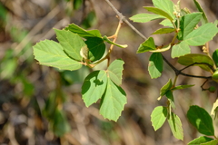Rhoicissus tridentata