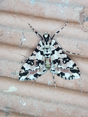 Conchylodes bryophilalis