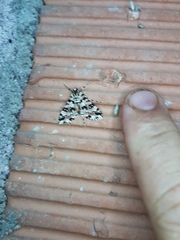 Conchylodes bryophilalis