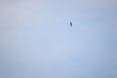 Hirundo rustica rustica