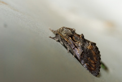 Notodonta griseotincta