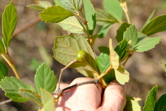 Rhoicissus tridentata