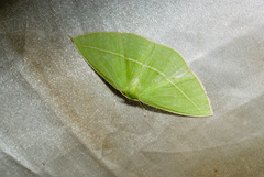 Tanaoctenia haliaria