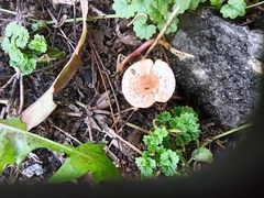 Lepiota