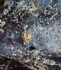 Anegleis cardoni