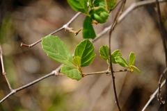 Rhoicissus tridentata