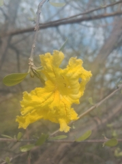 Tabebuia aurea
