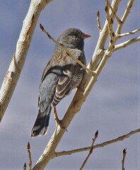 Rhopospina alaudina
