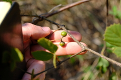 Rhoicissus tridentata