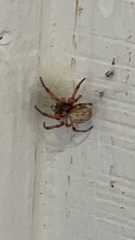 Larinioides cornutus